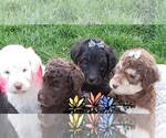 Small Photo #8 Labradoodle Puppy For Sale in OTTAWA, OH, USA
