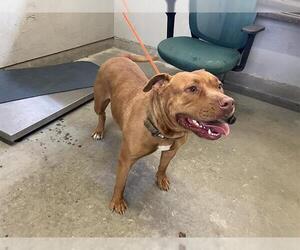 Mutt Dogs for adoption in Camarillo, CA, USA