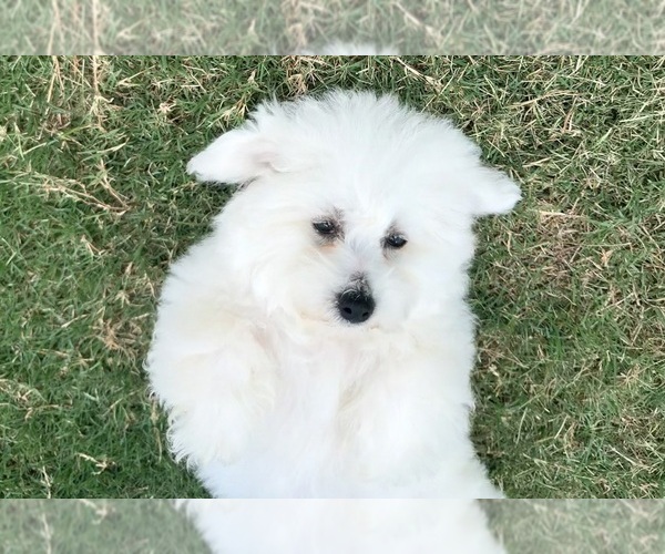 Medium Photo #11 Bichon Frise Puppy For Sale in PELZER, SC, USA