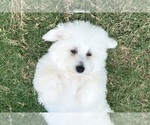 Small #10 Bichon Frise