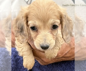 Dachshund Puppy for sale in WILEY, CO, USA