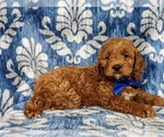 Small Photo #2 Cocker Spaniel-Poodle (Miniature) Mix Puppy For Sale in NOTTINGHAM, PA, USA