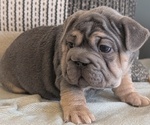 Small Photo #45 French Bulldog Puppy For Sale in GOSHEN, IN, USA