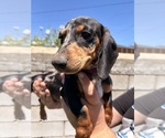 Small #1 Dachshund