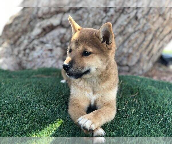 Medium Photo #3 Shiba Inu Puppy For Sale in LAS VEGAS, NV, USA