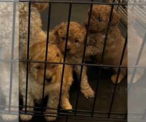 Goldendoodle (Miniature) Puppy for Sale in HARKER HEIGHTS, Texas USA