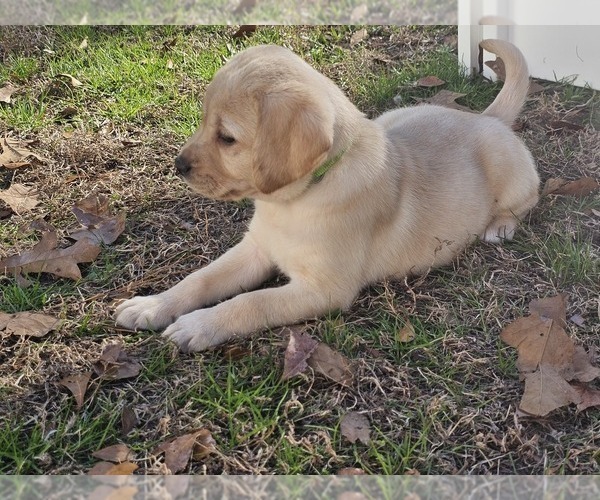Medium Photo #16 Labrador Retriever Puppy For Sale in GABLE, SC, USA