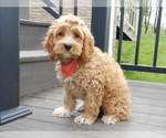 Small #2 Cockapoo