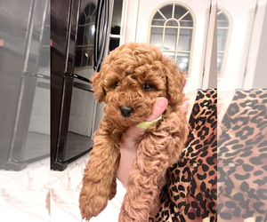 Poodle (Toy) Puppy for sale in NORTH HAMPTON, MA, USA