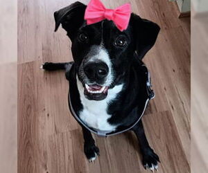 Borador Dogs for adoption in Mt. Laurel, NJ, USA