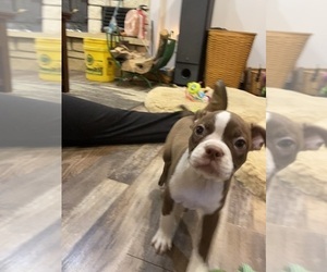 Boston Terrier Puppy for sale in FREDONIA, KS, USA