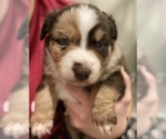 Small Photo #1 Australian Shepherd Puppy For Sale in PLYMOUTH, IN, USA