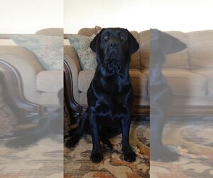 Father of the Labrador Retriever puppies born on 02/22/2025