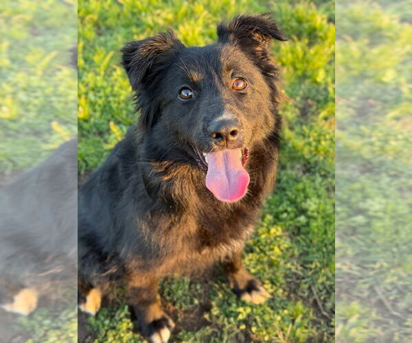 Medium Photo #4 Collie-Unknown Mix Puppy For Sale in St. Louis Park, MN, USA