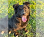 Small #3 Collie Mix