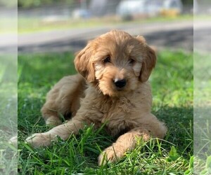 Goldendoodle-Poodle (Miniature) Mix Puppy for sale in AUGUSTA, WV, USA