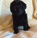 Puppy 5 Labradoodle