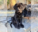 Puppy Celeste Cane Corso