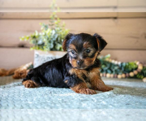 Medium Photo #9 Yorkshire Terrier Puppy For Sale in LIGONIER, IN, USA