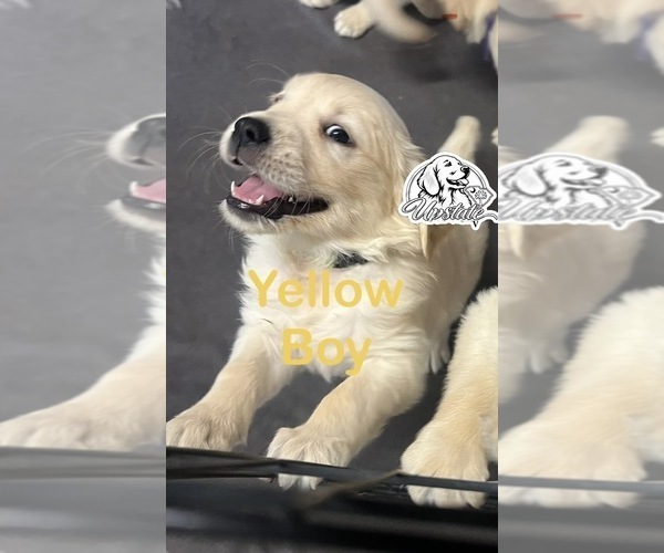 Medium Photo #1 Golden Retriever Puppy For Sale in BOILING SPGS, SC, USA