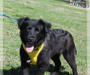 Border Collie-Unknown Mix Dogs for adoption in Munford, TN, USA