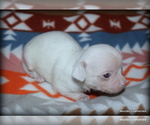 Small #1 Chihuahua