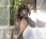 Small Photo #1 Goldendoodle Puppy For Sale in JASPER, GA, USA