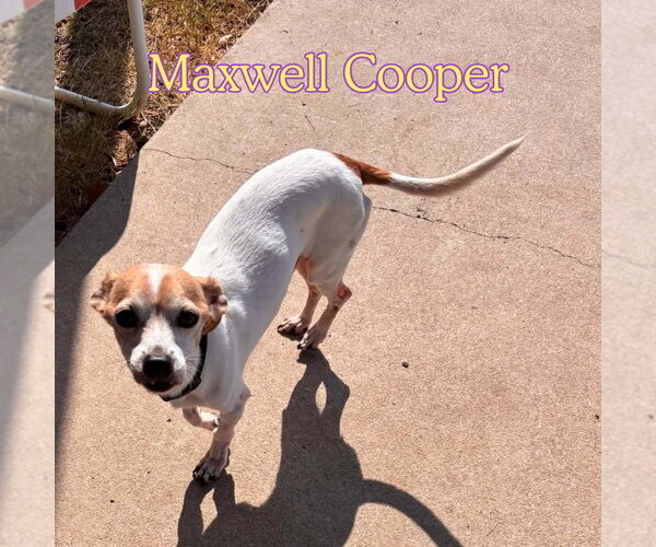 Medium Photo #3 Chiweenie Puppy For Sale in San Antonio, TX, USA