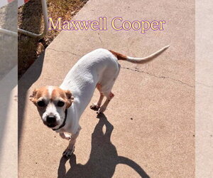 Maxwell Cooper - Male Chiweenie Dog for Adoption - Photo #3