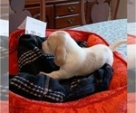 Small Photo #7 Basset Hound Puppy For Sale in TARPON SPGS, FL, USA