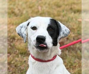 Labrador Retriever-Unknown Mix Dogs for adoption in Yardley, PA, USA