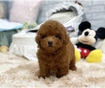 Small Photo #7 Poodle (Toy) Puppy For Sale in CHICAGO, IL, USA