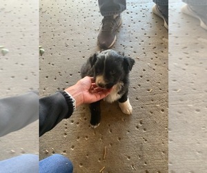 Australian Shepherd Puppy for sale in MIRA LOMA, CA, USA