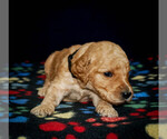Small Photo #2 Goldendoodle-Poodle (Standard) Mix Puppy For Sale in NEWARK, OH, USA