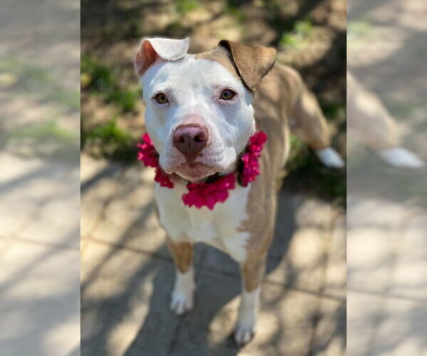 Medium Photo #10 American Pit Bull Terrier-Unknown Mix Puppy For Sale in Redlands, CA, USA