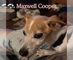 Small Photo #8 Chiweenie Puppy For Sale in San Antonio, TX, USA