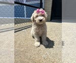Image preview for Ad Listing. Nickname: Berry