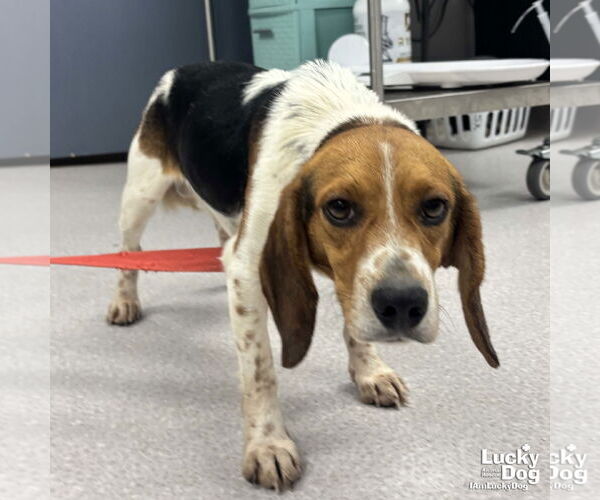 Medium Photo #2 Beagle-Unknown Mix Puppy For Sale in Washington, DC, USA