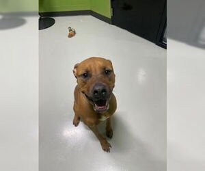 American Pit Bull Terrier Dogs for adoption in Temple, TX, USA