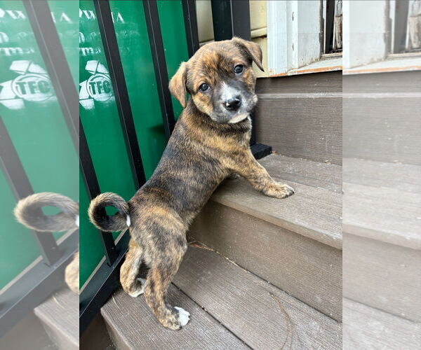 Medium Photo #1 American Staffordshire Terrier-German Shepherd Dog Mix Puppy For Sale in Chester, VA, USA