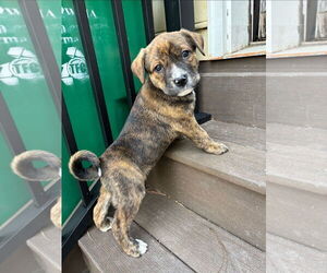 American Staffordshire Terrier-German Shepherd Dog Mix Dogs for adoption in Chester, VA, USA