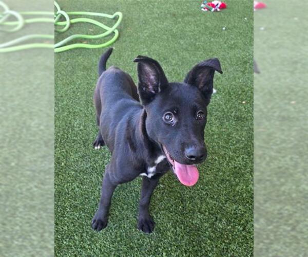 Medium Photo #2 German Shepherd Dog-Unknown Mix Puppy For Sale in Baytown, TX, USA