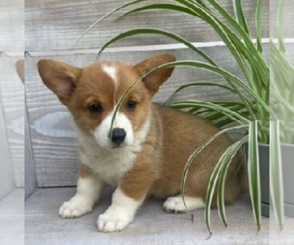 Medium Photo #1 Pembroke Welsh Corgi Puppy For Sale in NORTHERN CAMBRIA, PA, USA