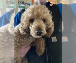 Small Photo #1 Goldendoodle-Poodle (Miniature) Mix Puppy For Sale in METHUEN, MA, USA
