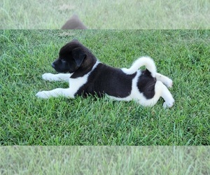 Akita Puppy for sale in BYRON, MI, USA