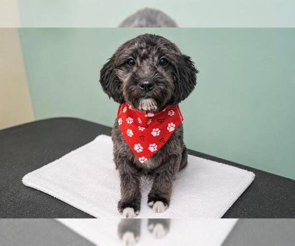 Medium Photo #1 Poodle (Miniature)-Unknown Mix Puppy For Sale in Orange, CA, USA