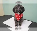 Small Poodle (Miniature) Mix