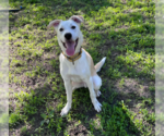 Small #22 Huskies -Labrador Retriever Mix