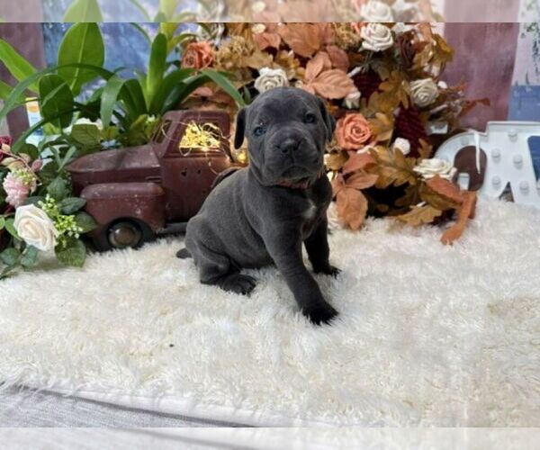 Medium Photo #6 Cane Corso Puppy For Sale in OOLOGAH, OK, USA