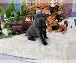 Small #5 Cane Corso